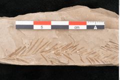 Foto (Detailansicht) von Taxodium distichum miocenicum Heer (NHMW-GEO-2024-0188-6422)